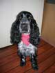 photo du chien cocker anglais Bakie ayant servie  la ralisation de son portrait